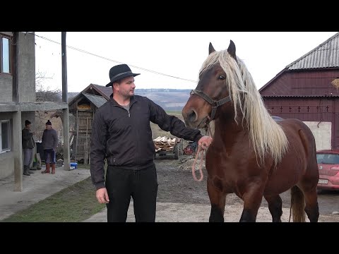 Caii lui Sergiu de la Barsau de Sus, Satu Mare - 2021 Nou!!!