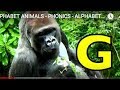 ALPHABET ANIMALS PHONICS ALPHABET SONG Part 8 EDUCATIONAL KID VIDEO PRESCHOOL K 3