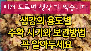 이거 모르면 생강 다 썩습니다. 생강의 용도별 수확 시기와 보관방법 꼭 알아두세요