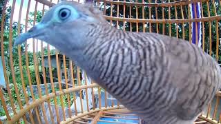 Download lagu Merbok Derak dan Kuaw si tobek mp3