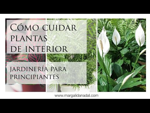 Cómo cuidar plantas de interior. ¡Que no se te mueran!