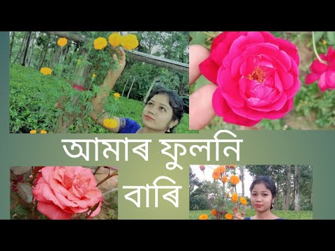 Our flower garden🥀🌹🌷🌼🌻🌺🍀#daily vlog#dipanjali Chanel