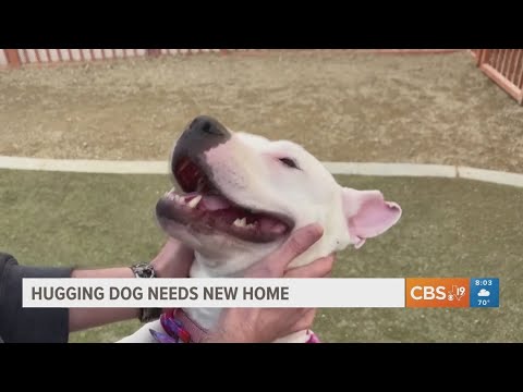 Hugging dog needs new home - YouTube