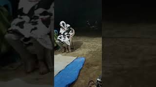 Download lagu Gambus kampung konjo.. mp3