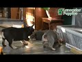 French Bulldog dogs for sale: Violet - Video 1