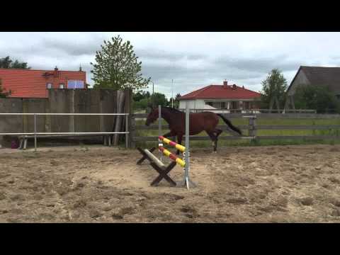 Decurit (Desporadosenkel vom Decurio)