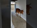 Lakdi Ki Kathi Kathi Pe Ghoda Horse Horseriding Viralshort Lakdikikathi Lakdikikathikathikaghod