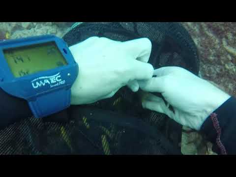 Catching cichlids at Chiwi Rock in Lake Malawi.