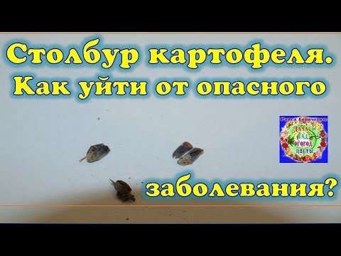 , title : 'Столбур картофеля.  Как уйти от опасного заболевания?'