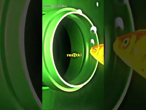 Złote rybki stają się bogate