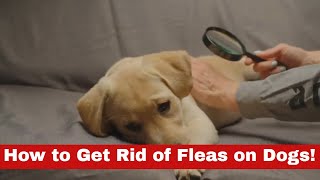 Discover How to Get Rid of Fleas on Dogs Fast!