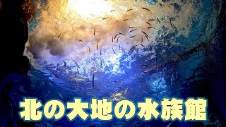 preview picture of video '北の大地の水族館'