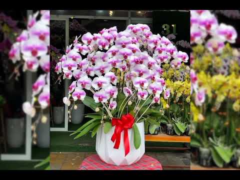 Phong Lan Gia Linh - Hoa Lan hồ điệp cắm chậu nghệ thuật