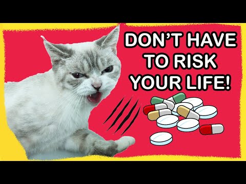 How to Get Cats to Eat Pills (Method 1)