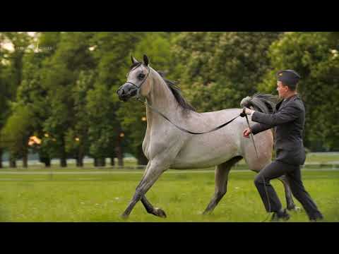 🌬️ EL MEDIDA 🌬️⁣ (MORION x EL MEDARA), 2019 Filly