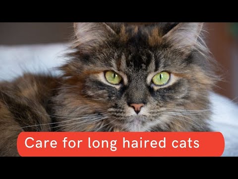 How to care for long haired cats updated 2021 || Long haired cats grooming tips