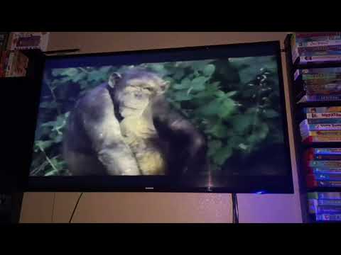 Opening To MVP: Most Valuable Primate 2001 VHS