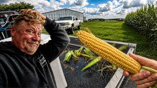 We've Never Grown Corn Like This