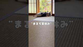 まるで夏休みに昼寝する子供のようなフレブル🐶