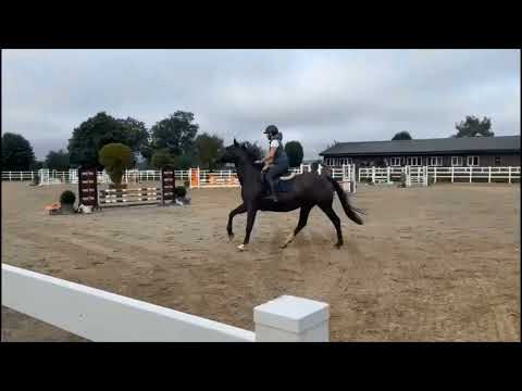 Horse - Image 2