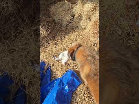 Perełka wyleguje się na sianie