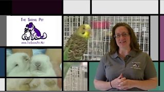 Introduction To TheSocialPet.Net
