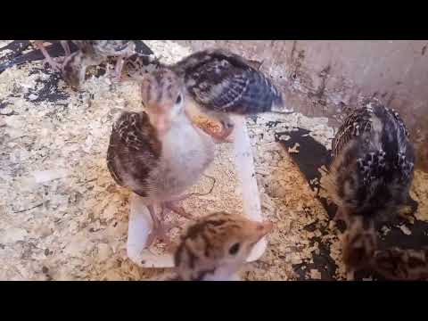 Baby turkey sounds |Turkey Chicks Have a Unique Voice