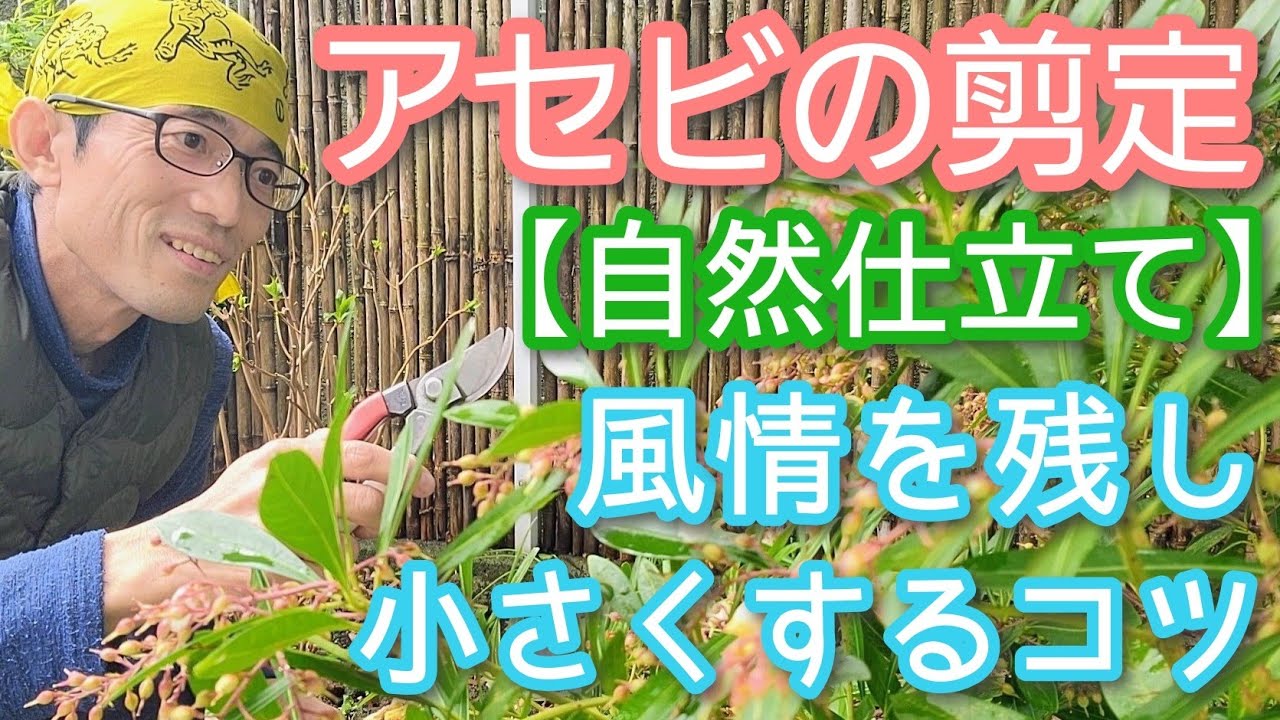 【アセビの剪定】コンパクトで風情よく楽しむための花後の手入れ(2026年3月)🌸🌱