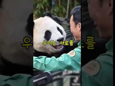 백 번을 봐도 눈물 터지는 푸바오와 할부지의 재회 순간 #눈물주의 #감동영상 #기적의순간 #동물교감 #감동실화