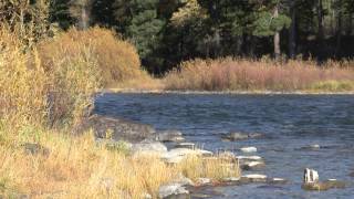 preview picture of video 'Fall on the Blackfoot River'