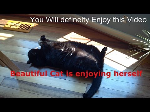 Cats Videos 2016 - Cat is enjoying herself | Cats meowing Videos - Muneeb Ashraf Videso 2016
