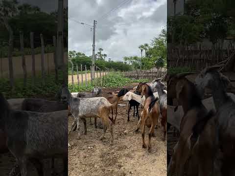 Criação de ovinos e caprinos, ovelhas e cabras no sertão de Groaíras/Ce🐏🐏
