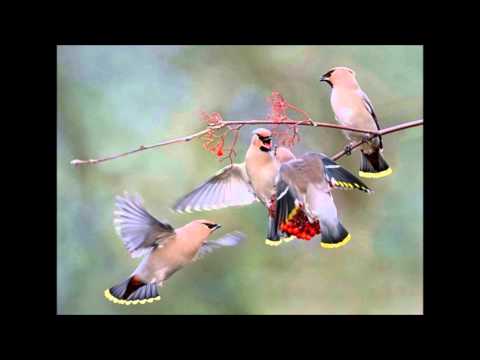 Gliding Bird video thumbnail