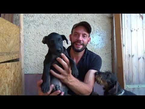 Heideterrier Zucht "vom Chamer Steinbruch" #Heideterrier