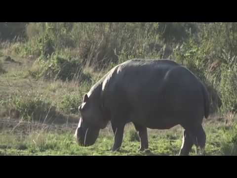 Oct 02, 2017 - Sunrise -  Jamie has come along a Hippo bumbling along out of the water in the Mara