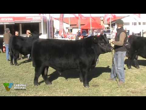Cabañasbovinas.com - Exposiciòn Nacional Angus de Otoño 2013 - Lauro Gilardi
