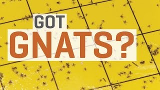 Fungus Gnats - How To Get Rid of Them