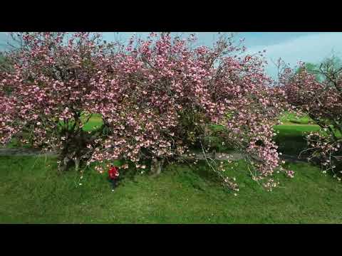 八重桜の並木道　秋元牧場