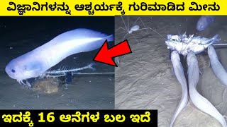 🙉✅deep underwater monster || most interesting and amazing facts Kannada
