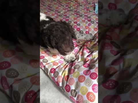 Valentinas kids labradoodles and goldendoodles