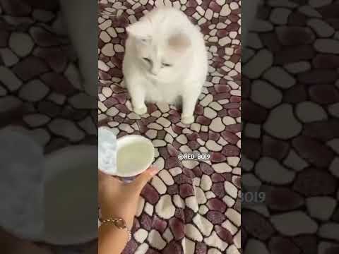 White Cat throwing up meme | Red Boi #shorts #memes