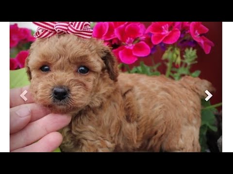 Beware: BBB issues alert after there's a surge in...