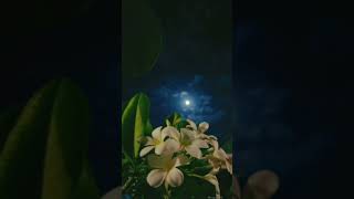 Download lagu melliya aanmaganai pennuku pudikathu..song WhatsApp status 🥰❤🦋 mp3
