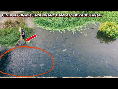 Sobrang kapal at nangingitim ang tubig ng dam sa sandamakmak na isda?