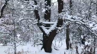 Ароматы для приманки кабана