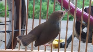 Download lagu Anakan prenjak merah belajar bunyi mp3