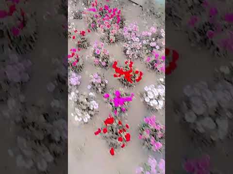 #Haridwar #Rishikesh #shorts#viralvideo#beautiful#flower#Art