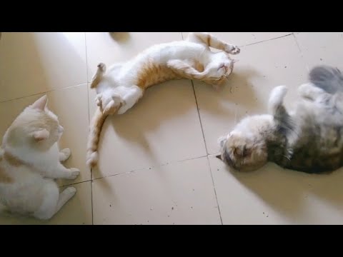 I Gave my four cats a catnip and this is what happened