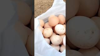 Download lagu Kumpulin Telur Ayam KUB. Ayam Kampung Penghasil Telur Setiap Hari #shorts #ayamkampung mp3