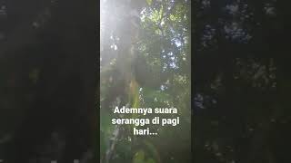 Download lagu ademnya suara serangga pagi hari di pedesaan mp3